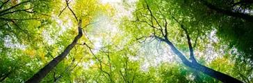  View Looking up at the Forest Trees   Releasing Sustainable Innovation in the Pressure Sensitive Industries 